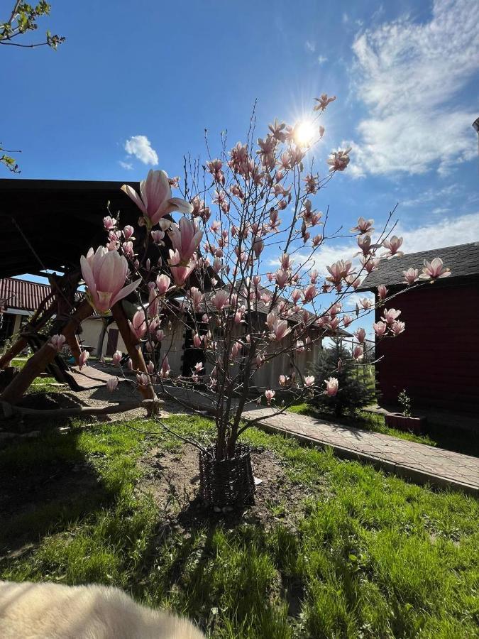 Holiday home 'carolina' With Hot Tub, Sauna And Bbq Area *